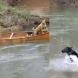Video. A brave dog acts very heroically rescueing the two labradors trapped in a moving canoe
