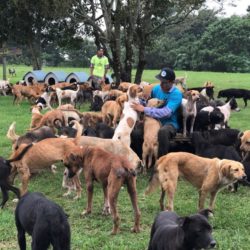 Cute video. Nearly 1,000 stray dogs have a chance to roam free and enjoy the paradise in the wonderful woodlands and fields called "Land of strays"