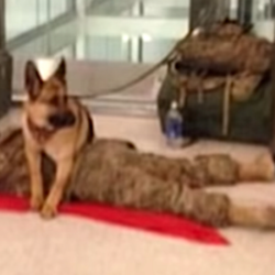 A touching video. A military dog protects the soldier taking a nap in the airport