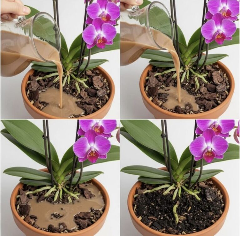 Orgide Den mest effektiva metoden för att återuppliva en döende orkidé och få ...